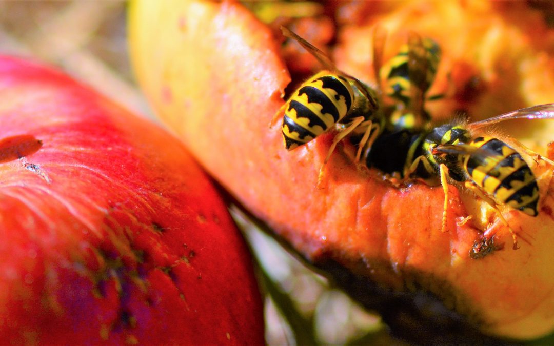 Easy Ways to Get Rid of Yellow Jackets When You’re Camping